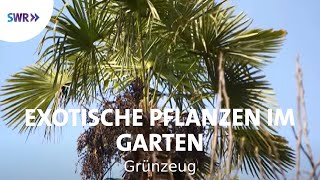 Kakteen und Palmen  Exoten im Garten  SWR Grünzeug [upl. by Aloiv]