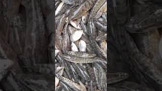 ‌বি‌লের তরতাজা টা‌কি ম‌াছBills fresh Taki fishdeshifish sellingpoint shortviral [upl. by Coopersmith]