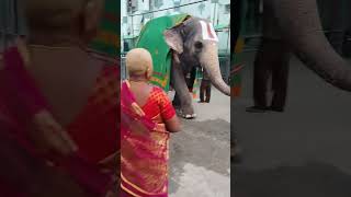 Tirumala vaasa sri venkatesha song 🙏🙏 tirumala tirupati balaji viral shots [upl. by Heath]