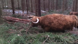 Scottish Highland Cattle In Finland Cows went to see how the forest thinning is going 18032017 [upl. by Richmond]