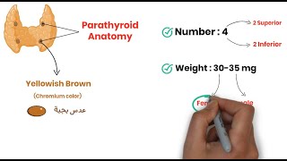 Parathyroid Anatomy and Embryology  الجراحة بالعربي  MRCS Revision مراجعة [upl. by Attela]