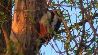 Great Spotted Woodpecker Drumming [upl. by Adkins]