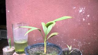 Palm Tree Growing  306 Days Time Lapse 4K [upl. by Dorlisa457]