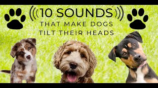 Head Tilt  10 Sounds that make dogs love  Turn the sound up and play along Countdown [upl. by Zacarias242]