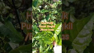 MEMETIK PUCUK SINGKIL  BUAS BUAS garden farming nature singkil vegetables food [upl. by Atteynad]