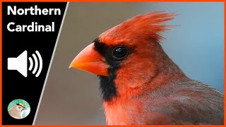 Northern Cardinal  Sounds [upl. by Naman434]