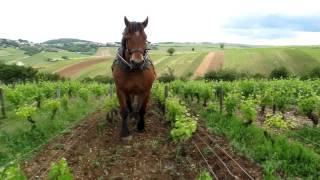 Horse plowing in Sancerre [upl. by Plante118]