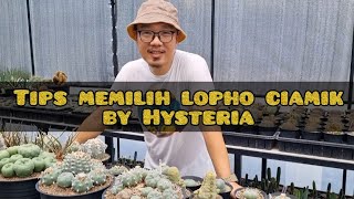 How to choose a good lophophora  Tips from Hysteria Garden [upl. by Ayom]