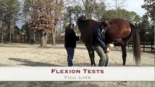 Woodside Equine Clinic The Lameness Exam [upl. by Redford]