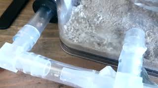 Lasius Niger ants moving into new tubehome after Forced move [upl. by Almena]