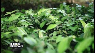 How To Make Money Growing Medicinal Plants [upl. by Porett43]