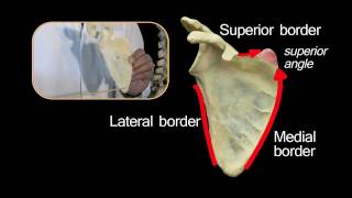 Scapula  Anatomy Tutorial [upl. by Specht]