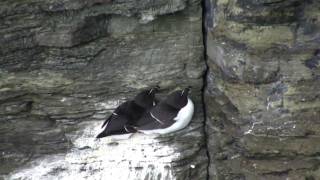 Razorbill Alca torda [upl. by Yeldahc794]