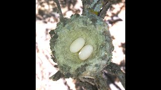 History of two Broadtailed hummingbird nests observed in June and July 2024 Cibola National Forest [upl. by Ertemed335]