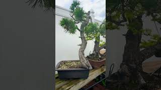 Bonsai Collected From the Wild California Lodgepole [upl. by Ativel]