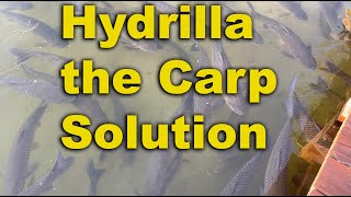 Hydrilla the Carp Solution  Invasive plants  Lake Weeds Hydrilla controlTriploid carp [upl. by Inilam]