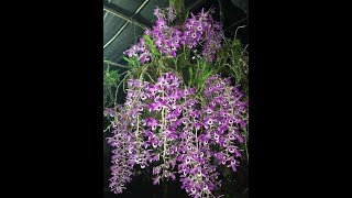 Dendrobium Lituiflorum [upl. by Gaiser321]