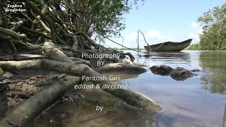 EXCOECARIA AGALLOCHA  GEOYA  গেওয়া  MANGROVE EPISODE 10SUNDARBAN [upl. by Hctim]