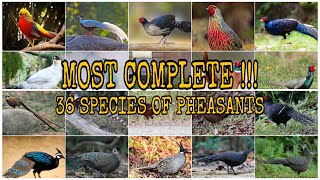 MOST COMPLETE  36 SPECIES OF PHEASANTS  Subfamily  Phasianinae [upl. by Sutherland]