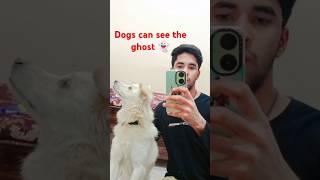 Is daby able to see the ghost✅🐶👻 [upl. by Alios]