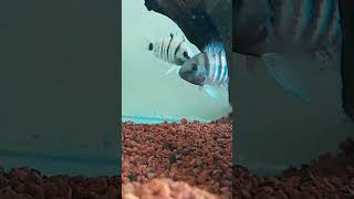 Desove de Cryptoheros cutteri aquariumhobby acuarofilia fish nature fishtank cichlids [upl. by Alohcin312]