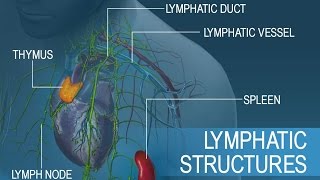 Anatomy and Physiology of Lymphatic System [upl. by Anirazc]