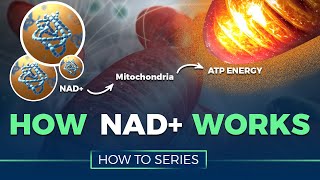 How NAD Works  HOW TO SERIES [upl. by Corri]