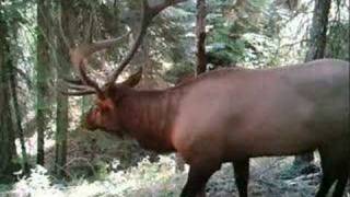 Teanaway Trail Cams 07 [upl. by Nnaeilsel405]