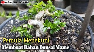 Seorang Pemula di Komunitas Lokal✔️Senang Berproses di Kelas Bahanan Mamebonsai [upl. by Palgrave318]