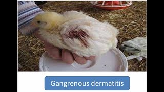 Gangrenous Dermatitis in Poultry [upl. by Tadich945]