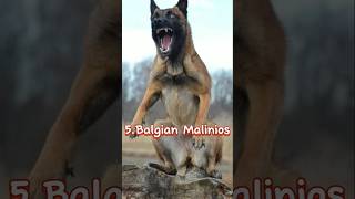 The incredible dog breeds that can fight lions🦁dogbreedviraltop10 [upl. by Alejo516]