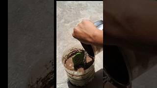 Propagate snake plant from cutting snakeplant gardening indoorplanting [upl. by Nnylatsyrc]