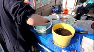 How To Groundbait For Black Bream [upl. by Eerolam]