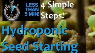 How to Start Seeds For Hydroponics in 5 minutes and 4 EZ Steps [upl. by Noemad134]