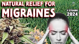 Top 5 CANNABIS Strains for MIGRAINE Relief 2024 [upl. by Llerehs]