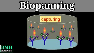 Biopanning  Phage Display [upl. by Hippel953]