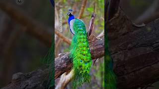 How does a peacock spread its wings shorts peacock birds trending shortvideo [upl. by Yelrehs]