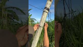 How easy to install the rope for trilis the veggie plants shorts tutorial farming trending [upl. by Melisande]