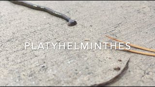 Platyhelminthes [upl. by Ahtnicaj757]