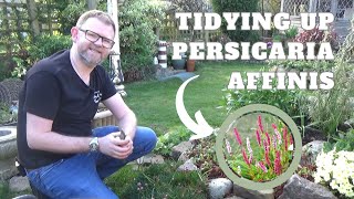 Tidying Up Persicaria affinis  How to Cut Back Bistorta affinis  Easy Low Growing Hardy Perennials [upl. by Nesiaj]