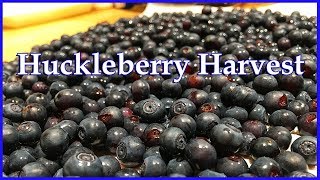 Huckleberry Harvest [upl. by Bink]