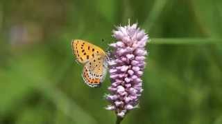 Ohniváček rdesnový  Lycaena helle [upl. by Nitsruk]