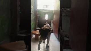 Blackie Babu looking 😂😂😂🥰🥰🥰dogshorts comedy dog doglover funnydogs pug [upl. by Nilreb338]