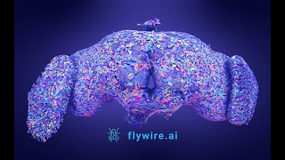 The FlyWire Connectome [upl. by Aivan264]