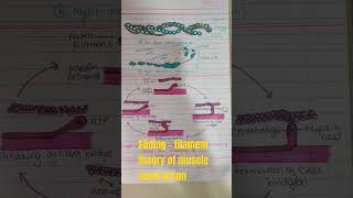 Sliding  filament theory of muscle contraction  muscle contraction actinmyosin scienceclass11 [upl. by Ethyl]