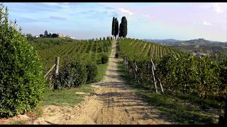 Michele Chiarlo vineyards tour short version [upl. by Yorgos]