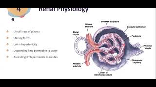 Pathophysiology of chronic renal failure – Dr Rhode Segment 0 x264 [upl. by Adnilrev]