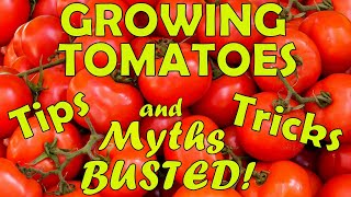 Top Tomato Tips Myths Busted and Secrets Revealed 🍅🍅 [upl. by Neyud320]