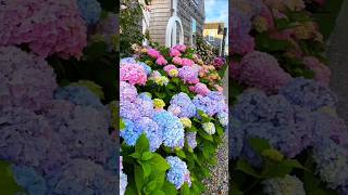 Beautiful hydrangea flowerhydrangeaflowerenglandhydrangeaгортензияflowergardenshortsviews [upl. by Nedyarb897]