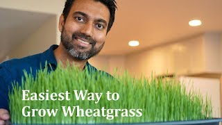 Easiest Way to Grow Wheatgrass in 9 Days  Daisy Creek Farms [upl. by Aihseken]